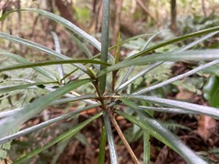 Atractocarpus chartaceus