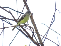 Camptostoma obsoletum