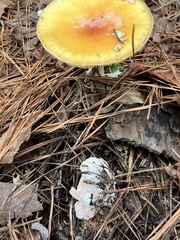 Hypocreaceae