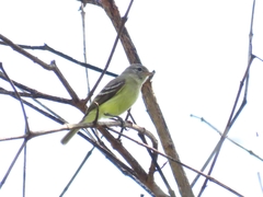 Camptostoma obsoletum