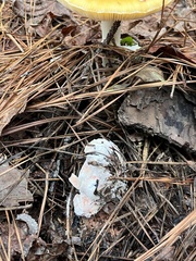 Hypocreaceae