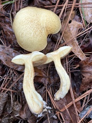 Suillus hirtellus