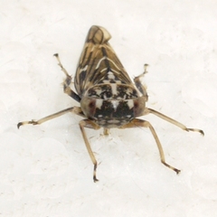 Idiocerus moniliferae
