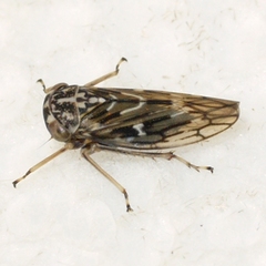 Idiocerus moniliferae