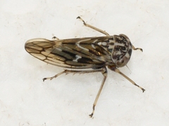 Idiocerus moniliferae