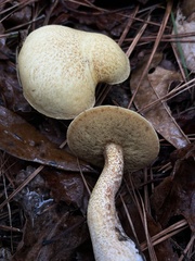 Suillus hirtellus