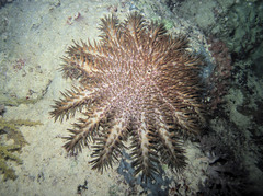 Acanthaster planci