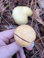 Suillus hirtellus