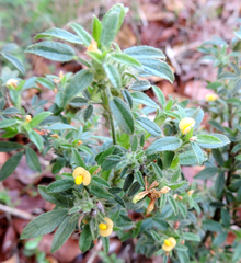 Stylosanthes viscosa