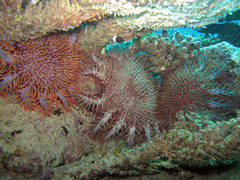 Acanthaster planci