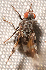 Pseudotephritis vau