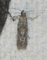 Phycitinae