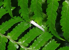Arctiinae