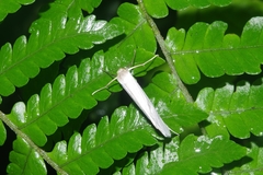 Arctiinae
