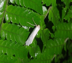 Arctiinae