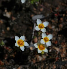 Leptosiphon lemmonii