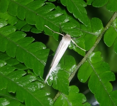 Arctiinae