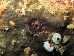 Echinostrephus molaris