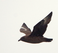 Stercorarius skua