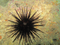 Echinothrix calamaris image