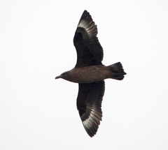 Stercorarius skua
