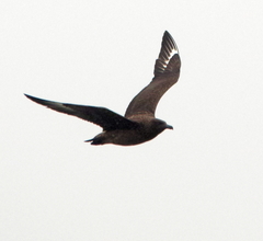 Stercorarius skua