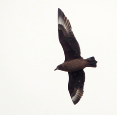Stercorarius skua