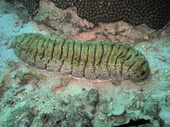 Holothuria fuscopunctata