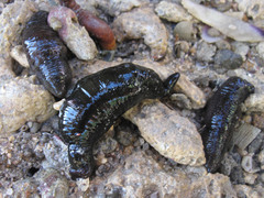 Polycheira rufescens