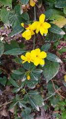 Jasminum mesnyi
