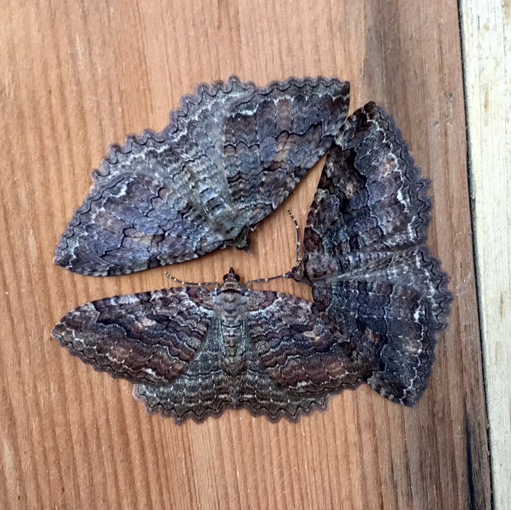 Tissue Moth