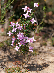 Boronia