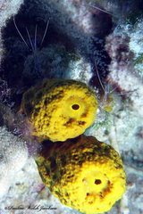 Ancylomenes pedersoni