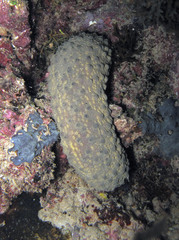 Holothuria turriscelsa