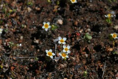 Leptosiphon lemmonii