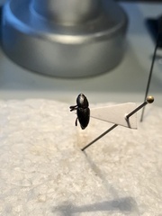 Sphenophorus parvulus