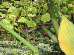 Phleocryptes melanops