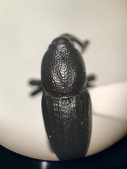 Sphenophorus parvulus