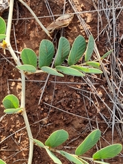 Senna italica arachoides