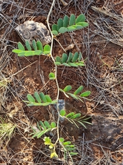 Senna italica arachoides