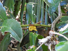 Bothriechis schlegelii