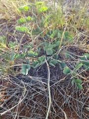 Senna italica arachoides