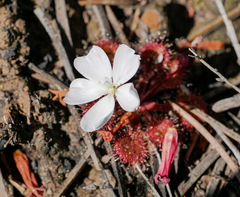 Drosera schmutzii