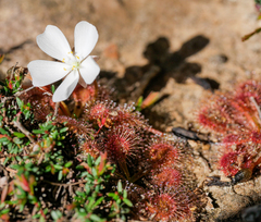 Drosera schmutzii