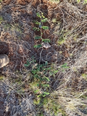 Senna italica arachoides