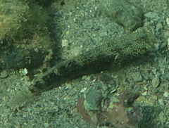 Cryptocentrus caeruleomaculatus