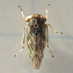 Idiocerus moniliferae