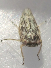 Idiocerus moniliferae