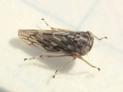 Idiocerus moniliferae