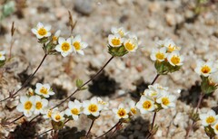 Leptosiphon lemmonii